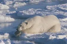 Bad hair bears! Greasy hair gives polar bears fur with anti-icing properties