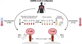 Balanced T cell response key to avoiding COVID-19 symptoms, study suggests