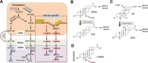 Balancing act between digestion and liver health through bile acids