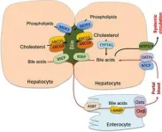 Balancing act between digestion and liver health through bile acids 2