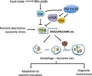 Balancing act between digestion and liver health through bile acids 3