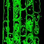 Balancing the pressure: How plant cells protect their vacuoles