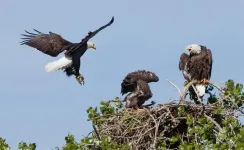 Bald eagles eat prairie dogs? Researchers underscore relationship between raptors and rodents in the southern plains