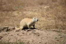 Bald eagles eat prairie dogs? Researchers underscore relationship between raptors and rodents in the southern plains 2