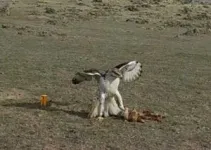 Bald eagles eat prairie dogs? Researchers underscore relationship between raptors and rodents in the southern plains 3