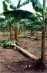 Banana plant fights off crop's invisible nemesis: Roundworms 2