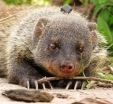 Banded mongooses structure monosyllabic sounds in a similar way to humans