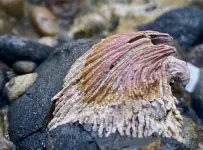 Barnacle bends shape to fend off warm-water sea snails on the move