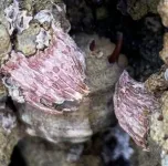 Barnacle bends shape to fend off warm-water sea snails on the move 2