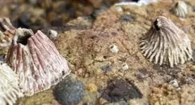 Barnacle bends shape to fend off warm-water sea snails on the move 3