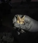 Bat species richness in San Diego, C.A. decreases as artificial lights, urbanization, and unconserved land increase, with Townsends big-eared bat especially affected