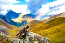 Bats feast as insects migrate through Pyrenees