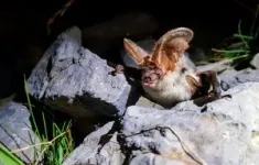 Bats feast as insects migrate through Pyrenees 2