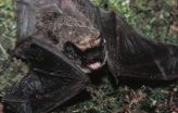 Bats keep separate households 