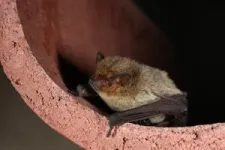 Bats struggle during organic farming transition 2