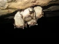 Bats with white-nose syndrome prefer suboptimal habitats despite the consequences