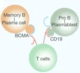 BCMA-CD19 bispecific CAR-T therapy in refractory chronic inflammatory demyelinating polyneuropathy