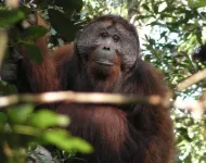 Beatboxing orangutans and the evolution of speech