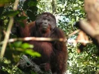 Beatboxing orangutans and the evolution of speech 2