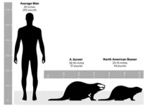 Beaver fossil named after Buc-ee’s 2