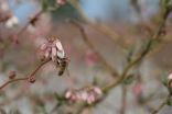 Bee biodiversity boosts crop yields