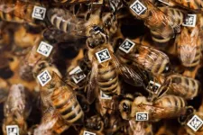 Bee gene specifies collective behavior