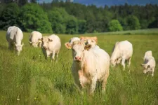 Beef farming that keeps cattle on lifelong grass diets may have higher carbon footprint