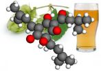 Beers bitter compounds could help brew new medicines