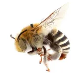 Bees evolved from ancient supercontinent, diversified faster than suspected 2