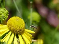 Bees flock to clearcut areas but numbers decline as forest canopy regrows, OSU research shows