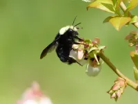 Bees flock to clearcut areas but numbers decline as forest canopy regrows, OSU research shows 2