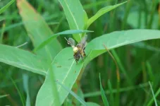 Bees follow linear landmarks to find their way home, just like the first pilots