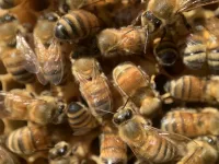 Bees form scent-driven phone tree to pass along messages