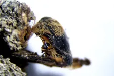 Bees from the time of the pharaohs found mummified on the Southwest Coast of Portugal