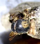 Bees from the time of the pharaohs found mummified on the Southwest Coast of Portugal 2