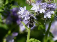 Bees respond to wildfire aftermath by producing more female offspring