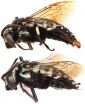 Bees that go Cuckoo in others nests