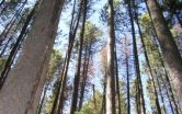 Beetle-infested pine trees contribute to air pollution and haze in forests