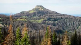 Beetle outbreak impacts vary across Colorado forests