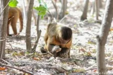 Behavior of wild capuchin monkeys can be identified by marks left on their tools