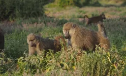 Being a ladies man comes at a price for alpha male baboons