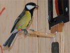 Being lower in pecking order improves female tit birds memory