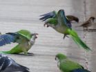 Being social: Learning from the behavior of birds 3