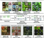 Benchmarking deep-learning methods for more accurate plant-phenotyping