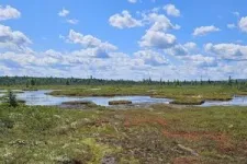 Beneath the bog: FAU awarded $1.3 million to track carbon and gas flow in peatlands 2