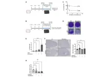 Benidipine calcium channel blocker improves cigarette smoke-induced lung emphysema