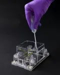 Berkeley Lab researchers advance AI-driven plant root analysis