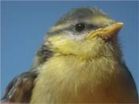 Better looking birds have more help at home with their chicks