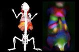 Better viewing through fluorescent nanotubes when peering into innards of a mouse 