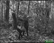 Beware of the full moon: Tropical forest mammals shy away from the moonlight 3